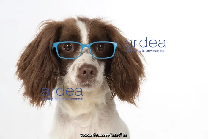 : Dog Springer Spaniel : Dog Springer Spaniel