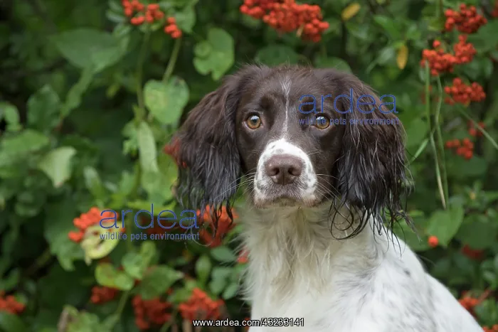 : Dog Springer Spaniel : Dog Springer Spaniel