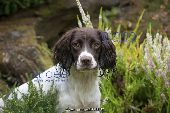 : Dog Springer Spaniel : Dog Springer Spaniel