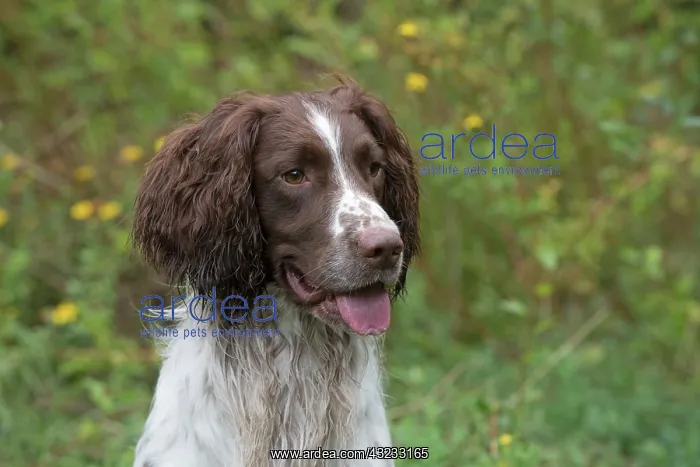 : Dog Springer Spaniel : Dog Springer Spaniel