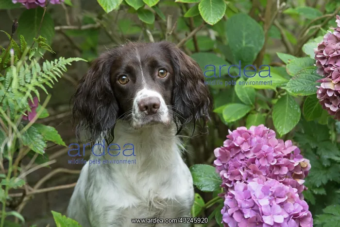 : Dog Springer Spaniel : Dog Springer Spaniel