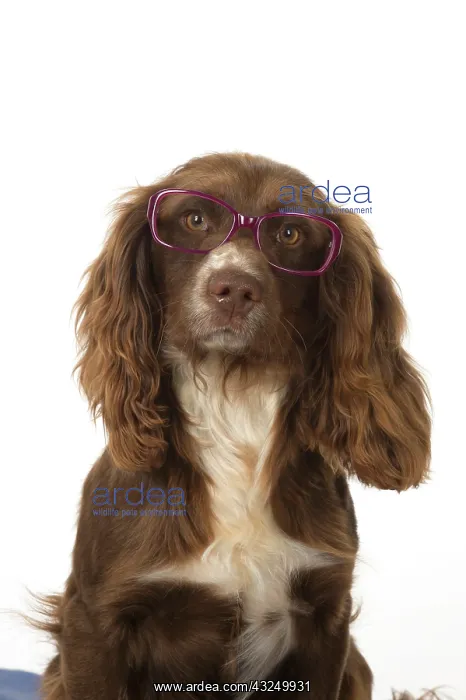 : Dog Springer Spaniel : Dog Springer Spaniel