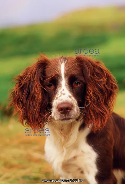  : Dog - Springer Spaniel