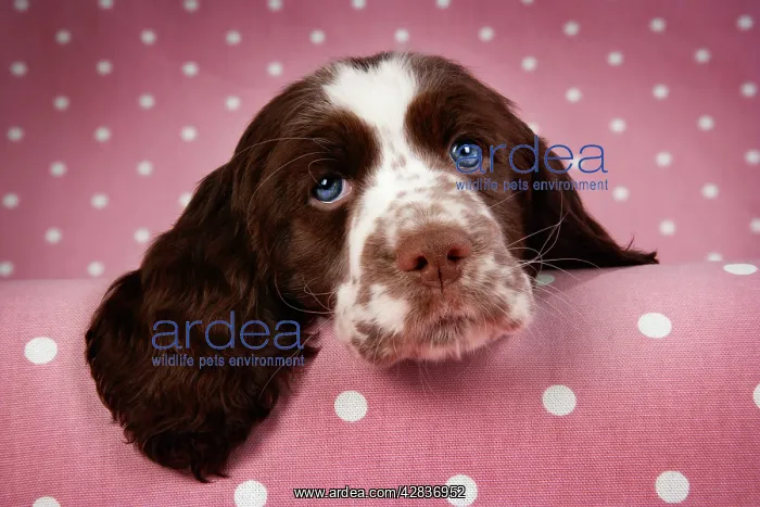 : Dog - Springer Spaniel (approx 10 weeks old) with : Dog - Springer Spaniel (approx 10 weeks old) with