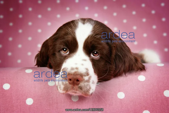 : Dog - Springer Spaniel (approx 10 weeks old) with : Dog - Springer Spaniel (approx 10 weeks old) with