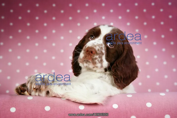 : Dog - Springer Spaniel (approx 10 weeks old) with : Dog - Springer Spaniel (approx 10 weeks old) with