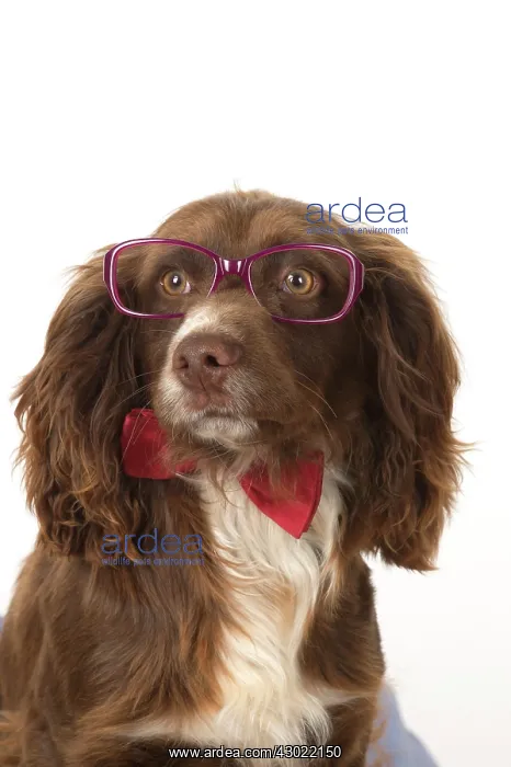 : Dog Springer Spaniel in a Bluebell wood : Dog Springer Spaniel in a Bluebell wood