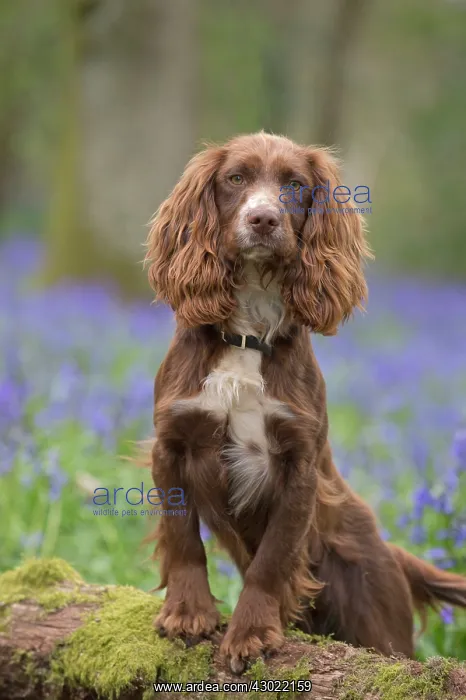  : Dog Springer Spaniel in a Bluebell wood