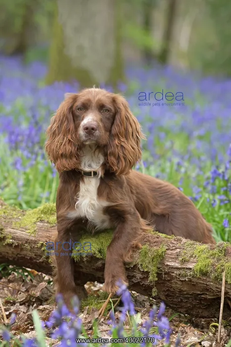  : Dog Springer Spaniel in a Bluebell wood