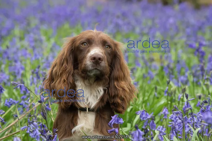  : Dog Springer Spaniel in a Bluebell wood