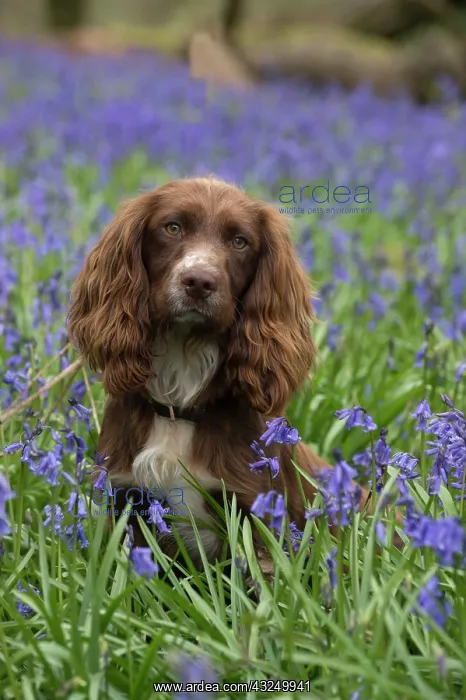  : Dog Springer Spaniel in a Bluebell wood