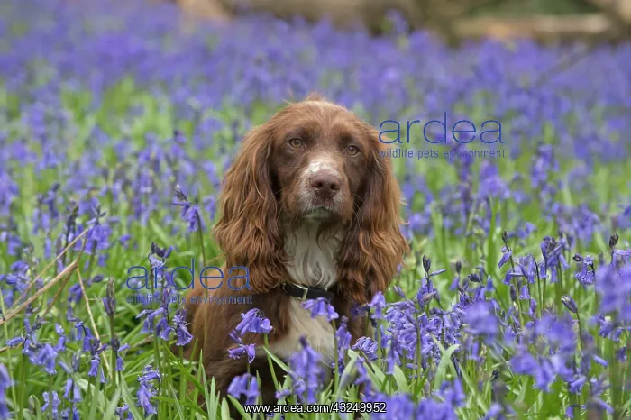  : Dog Springer Spaniel in a Bluebell wood