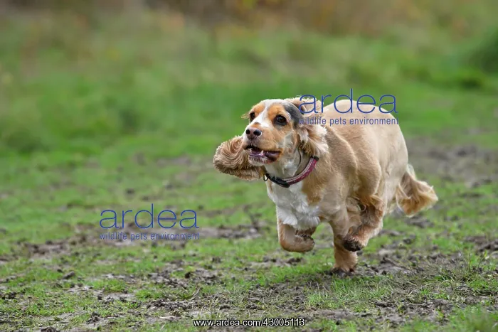: DOG, Springer Spaniel enjoying a run in a field : DOG, Springer Spaniel enjoying a run in a field