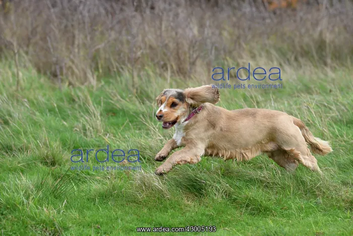 : DOG, Springer Spaniel enjoying a run in a field : DOG, Springer Spaniel enjoying a run in a field
