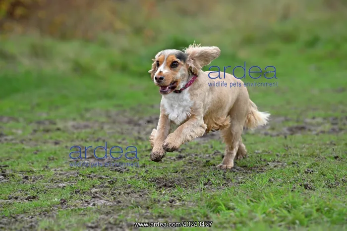 : DOG, Springer Spaniel enjoying a run in a field : DOG, Springer Spaniel enjoying a run in a field