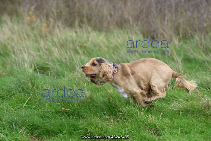 : DOG, Springer Spaniel enjoying a run in a field : DOG, Springer Spaniel enjoying a run in a field