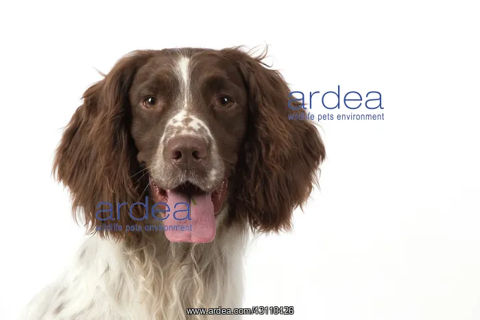 : Dog Springer Spaniel head & shoulders : Dog Springer Spaniel head & shoulders