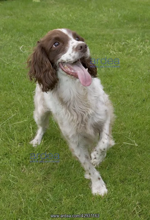 : Dog - Springer spaniel, holding up paw, eagerly : Dog - Springer spaniel, holding up paw, eagerly