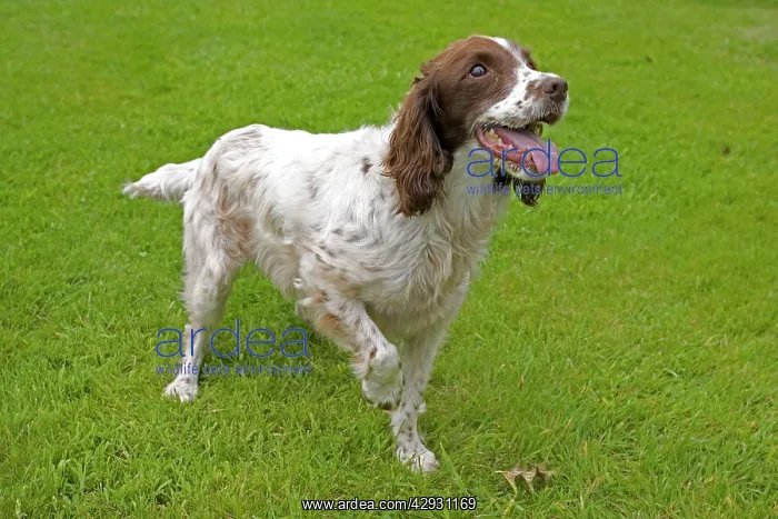 : Dog - Springer spaniel holding up paw, eagerly : Dog - Springer spaniel holding up paw, eagerly