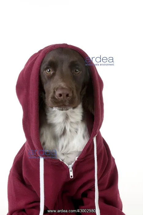  : Dog - Springer Spaniel in a Hoodie