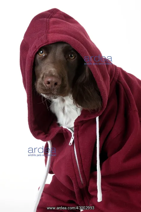 : Dog - Springer Spaniel in a Hoodie
