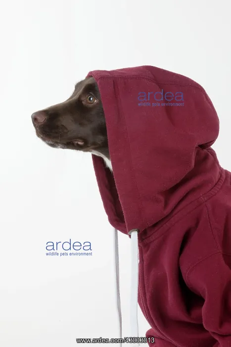  : Dog - Springer Spaniel in a Hoodie