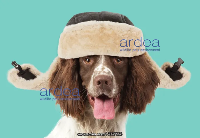 : DOG. Springer Spaniel mouth open smiling wearing : DOG. Springer Spaniel mouth open smiling wearing