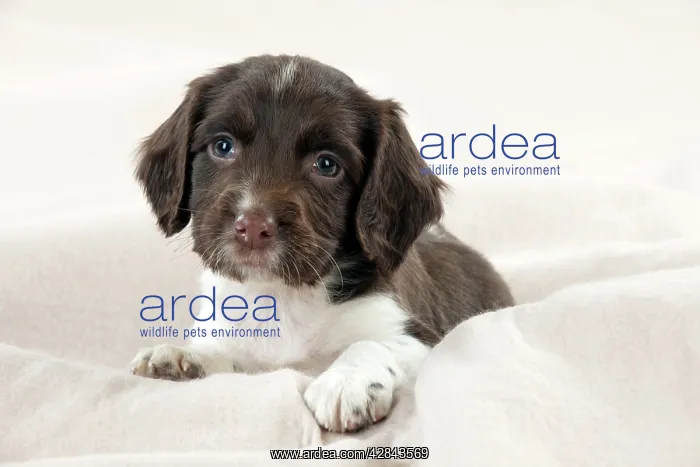  : DOG - Springer Spaniel puppies laying on a blanket