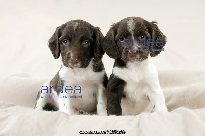  : DOG - Springer Spaniel puppies sitting on blanket
