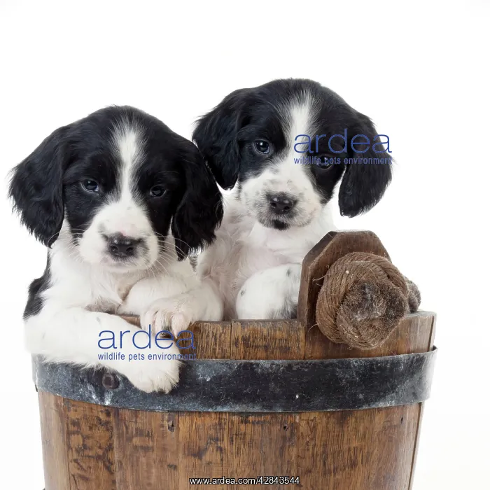 : DOG - Springer Spaniel puppies sitting in a bucket : DOG - Springer Spaniel puppies sitting in a bucket