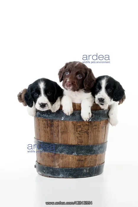  : DOG - Springer Spaniel puppies sitting in a bucket