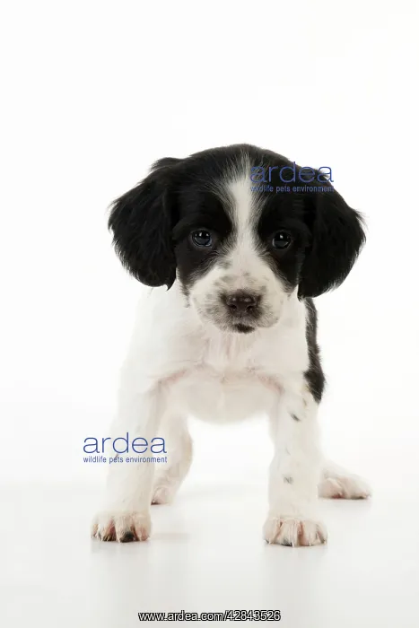 : DOG - Springer Spaniel puppy : DOG - Springer Spaniel puppy