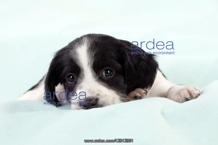  : DOG - Springer Spaniel puppy laying on a blanket