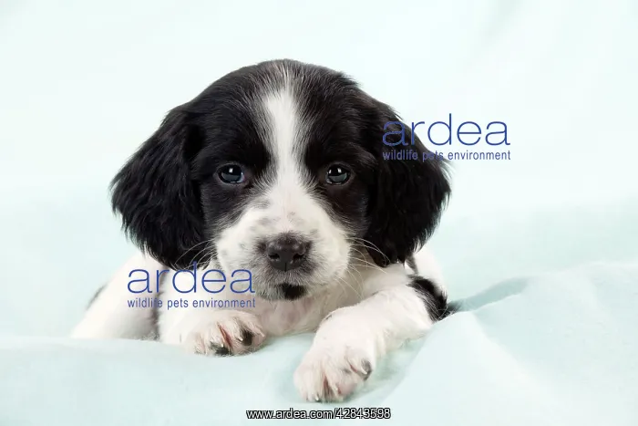  : DOG - Springer Spaniel puppy laying on a blanket