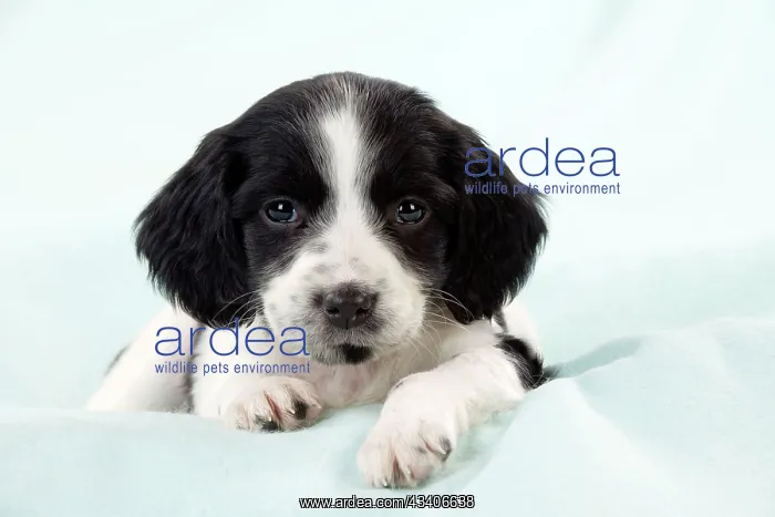  : DOG - Springer Spaniel puppy laying on a blanket