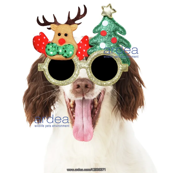 : DOG. Springer Spaniel wearing Christmas glasses : DOG. Springer Spaniel wearing Christmas glasses