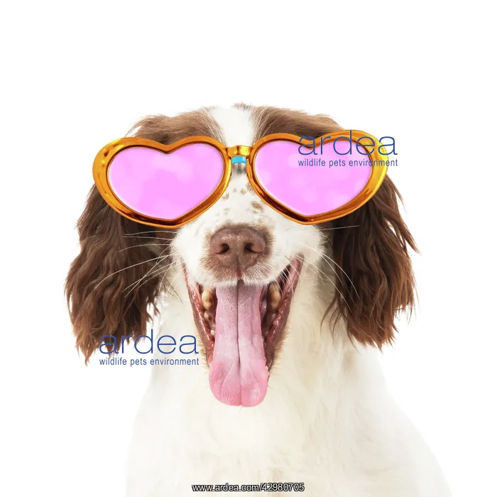 : DOG. Springer Spaniel wearing glasses : DOG. Springer Spaniel wearing glasses