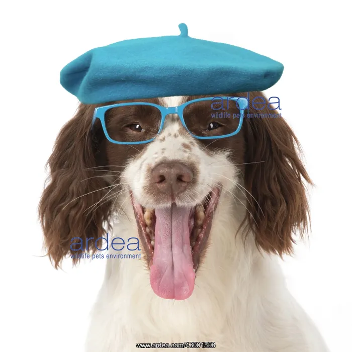 : DOG. Springer Spaniel wearing glasses and a blue beret hat : DOG. Springer Spaniel wearing glasses and a blue beret hat