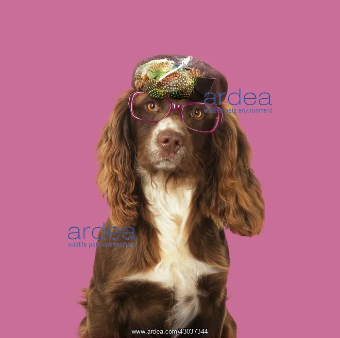 : DOG. Springer Spaniel wearing glasses and hat Digital : DOG. Springer Spaniel wearing glasses and hat Digital