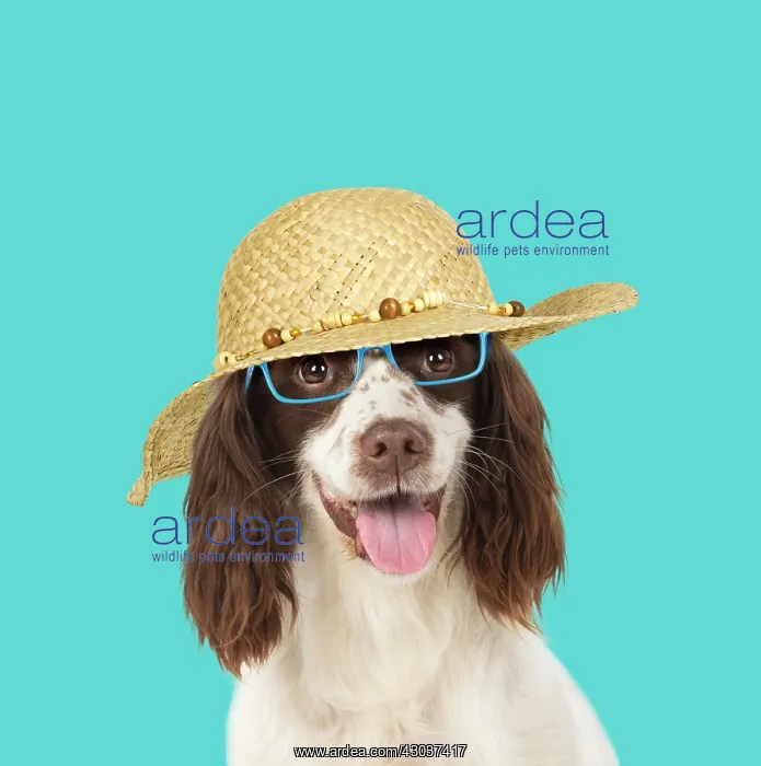 : DOG. Springer Spaniel wearing glasses and sun hat : DOG. Springer Spaniel wearing glasses and sun hat