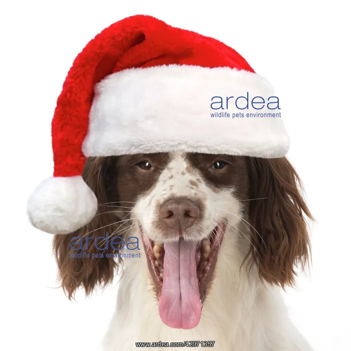 : DOG. Springer Spaniel wearing red Christmas Santa hat : DOG. Springer Spaniel wearing red Christmas Santa hat