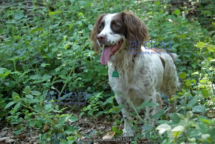 : Dog - Springer Spaniel in woodland undergrowth