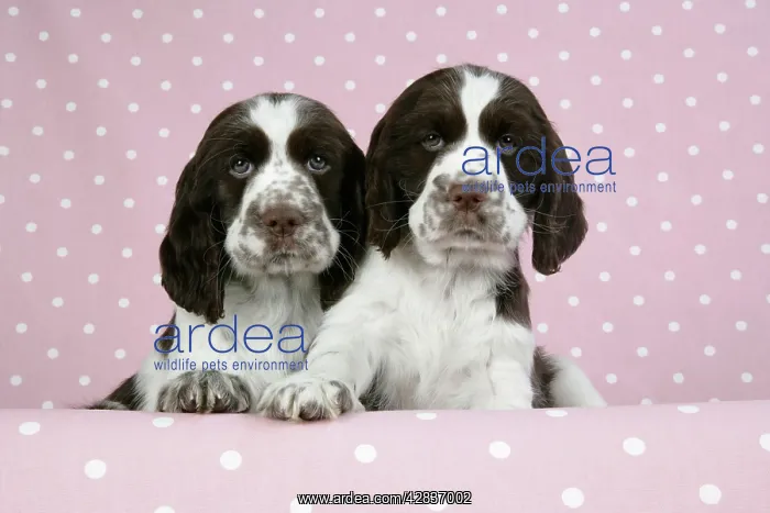 : Dog - Springer Spaniels : Dog - Springer Spaniels