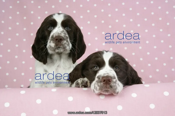 : Dog - Springer Spaniels : Dog - Springer Spaniels