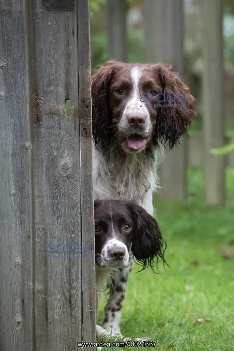 : Dog Springer Spaniels : Dog Springer Spaniels