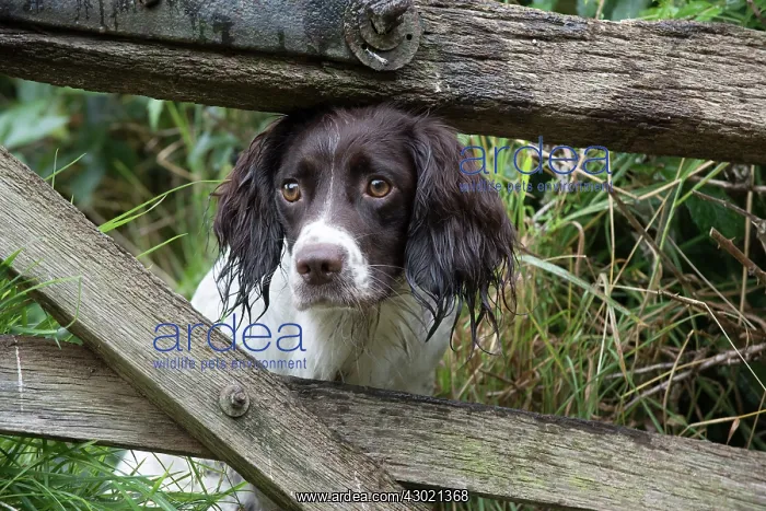 : Dog Springer Spaniels : Dog Springer Spaniels