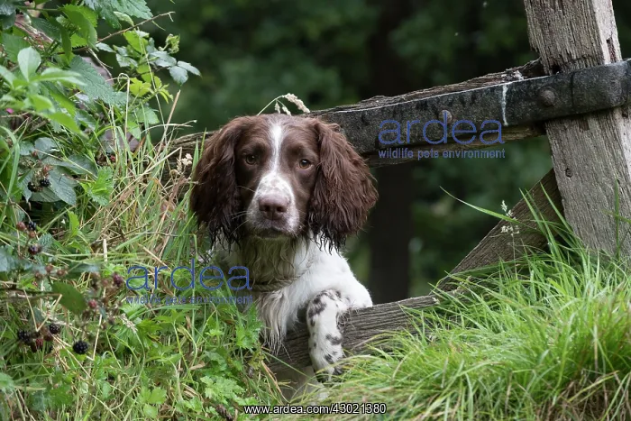 : Dog Springer Spaniels : Dog Springer Spaniels