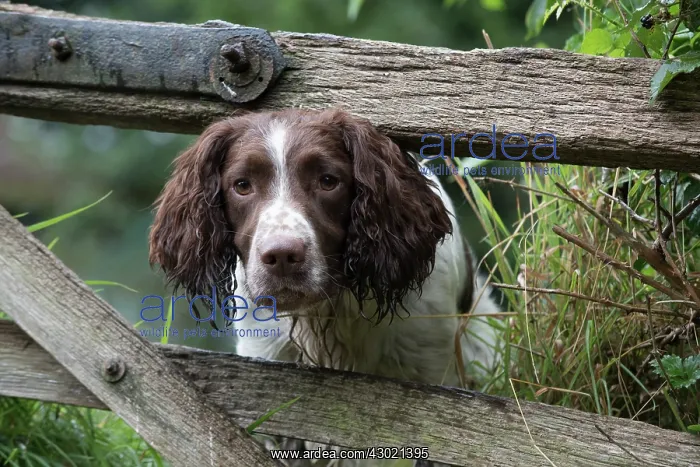 : Dog Springer Spaniels : Dog Springer Spaniels