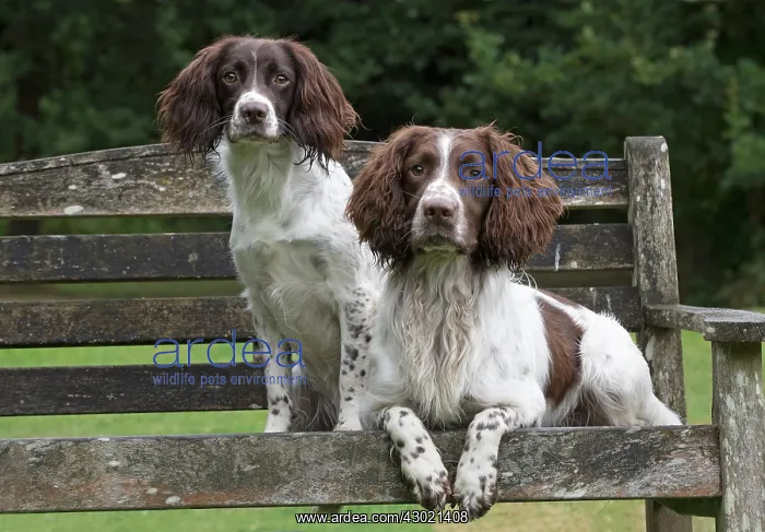  : Dog Springer Spaniels