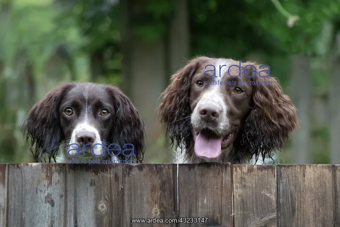 : Dog Springer Spaniels : Dog Springer Spaniels